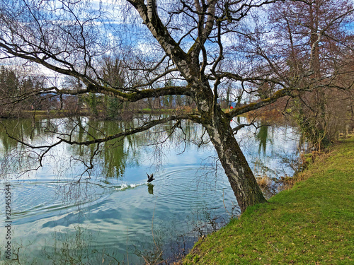 Small lake Schübelweiher (Schubelweiher or Schuebelweiher) or Pond Schübelweiher, Küsnacht am Zürichsee (Kusnacht am Zurichsee oder Kuesnacht am Zuerichsee) - Canton of Zürich photo