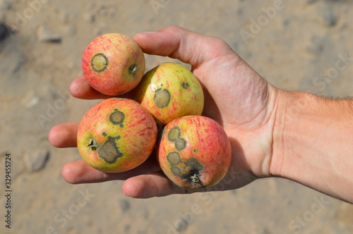 Apple fruits highly infected with apple scab