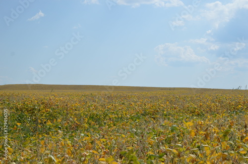 Soybean crop in Brazil affected by drought near harvest point