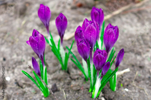 Crocus flowers are purple. Hello spring