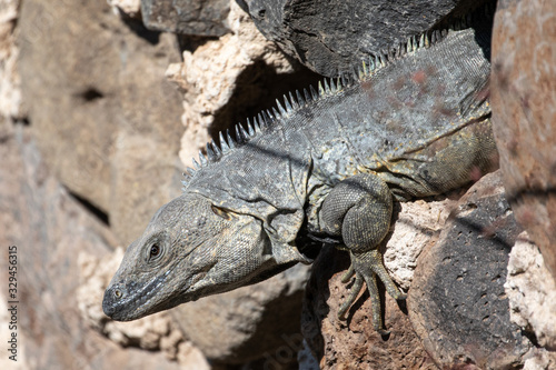 Mexican Spiny Tail Iguana on a stone wall.