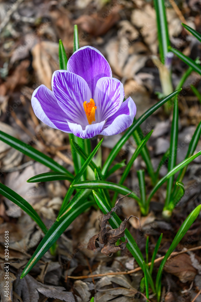 Signs of spring, purple and white crocuses blooming up through deal fall leaves Signs of spring, purple and white crocuses blooming up through deal fall leaves