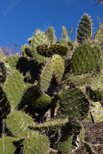 Large prickly pear cactus in Central Mexico.