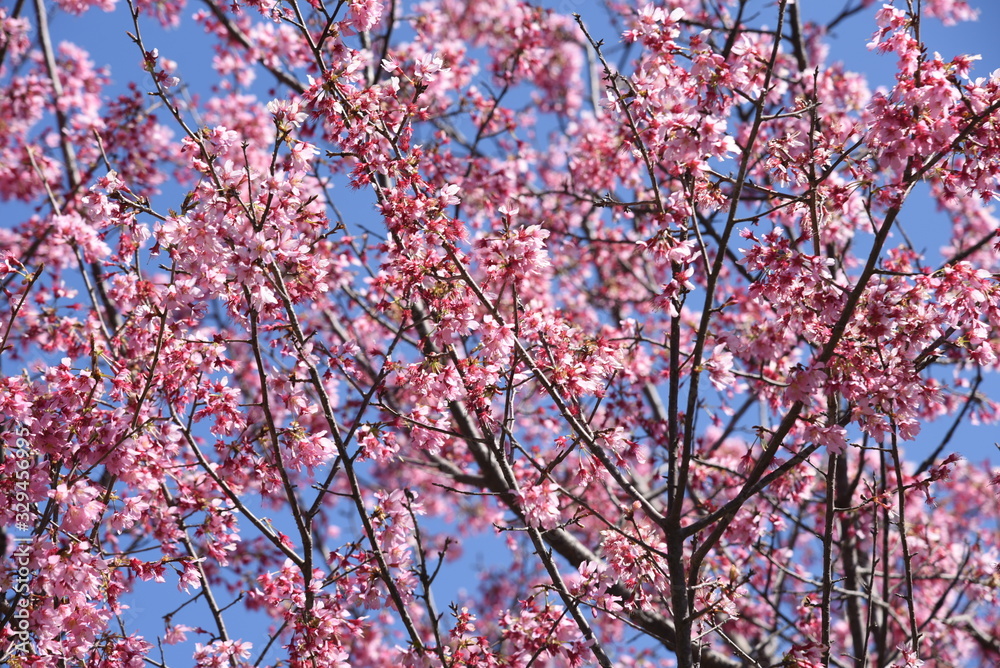 Spring photo material / landscape with cherry trees. Spring photo material / landscape with cherry trees.
