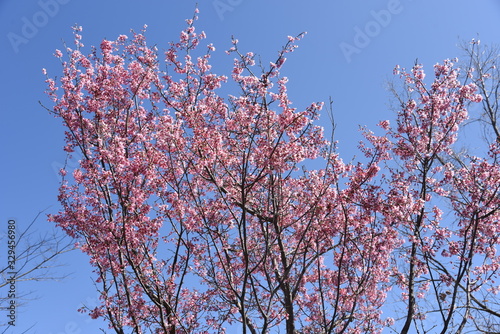 Spring photo material / landscape with cherry trees.