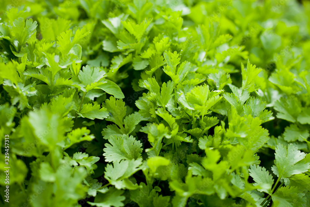 Coriander plant in the vegetable and herbal garden. Coriander plant in the vegetable and herbal garden.