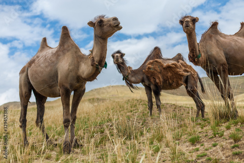 Group of three bactrian camels in grassland