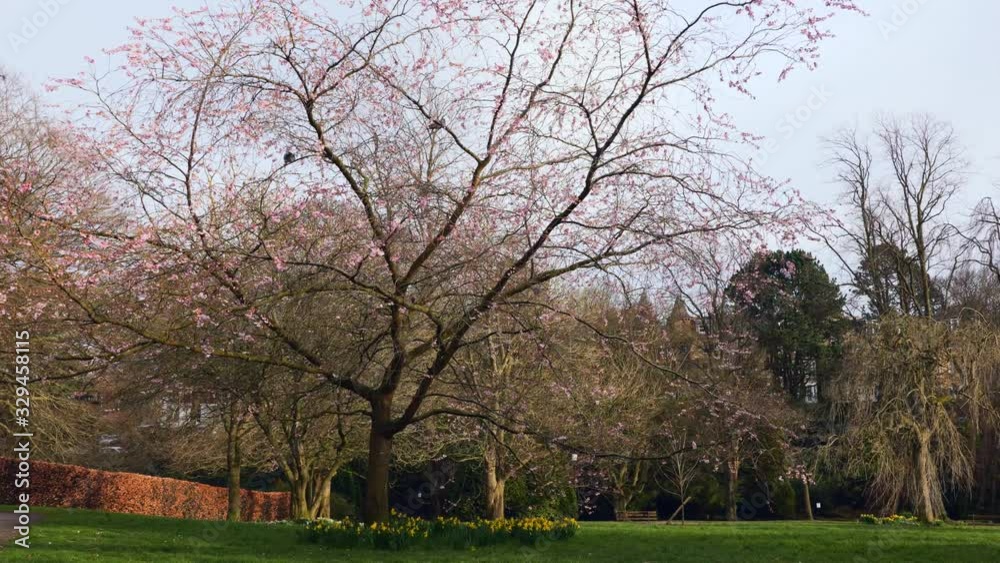 A blossom tree at the start of spring beginning to bloom in a local park in north yorkshire UK A blossom tree at the start of spring beginning to bloom in a local park in north yorkshire UK