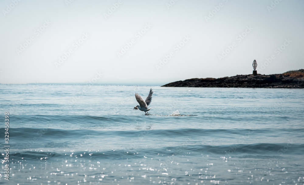 Fototapeta premium Seagull by the sea