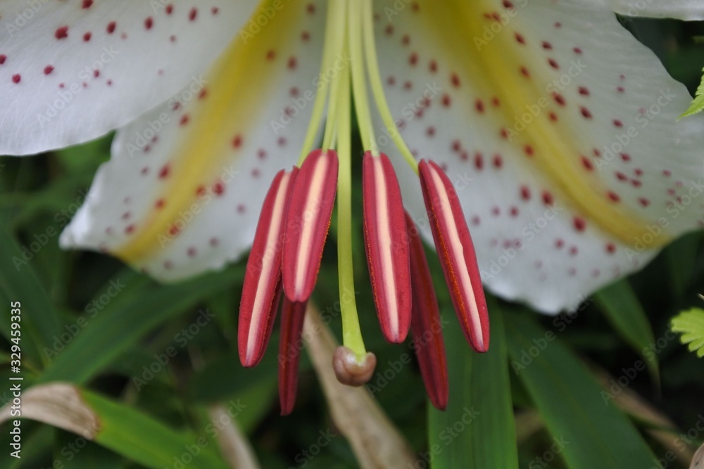 Naklejka premium ヤマユリクローズアップ