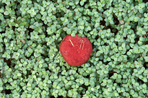 A macro top-view image of a bright red mushroom, surrounded by lush succulent small-leaved groundcover; the result of perfect growing conditions during a subtropical summer.