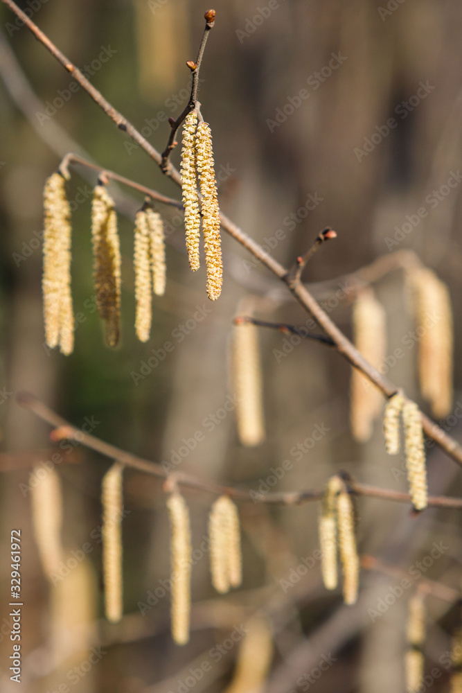 Naklejka premium Catkins of hazel tree Corylus avellana spreading pollen, soft focus. Bloom, spring allergy.