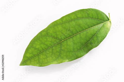 green leaf isolated on white background