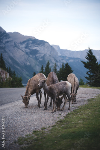 Wild Mountain Goats in Group Isolated in Banff National Park feeding on Grass