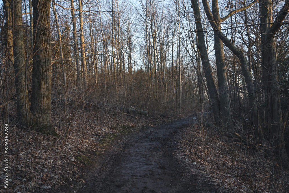Beautiful Hiking Trail in Hamilton, Ontario during Sunset in the Winter with no leaves and barren landscape Beautiful Hiking Trail in Hamilton, Ontario during Sunset in the Winter with no leaves and barren landscape
