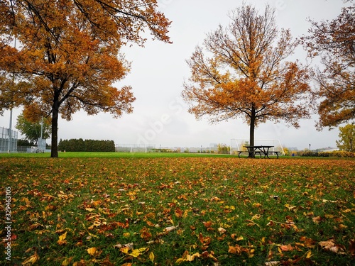 Otoño en parque