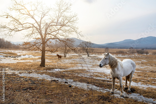Beautiful gray horse stands in the field