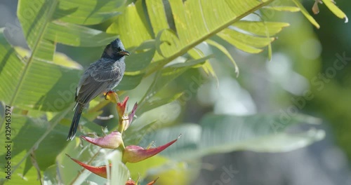 A red vented bulbul bird claps its beak, looks around, and eats from vibrant red and yellow heliconia flower it's perched on. The bird and flower move gently in the wind against a jungle background. photo