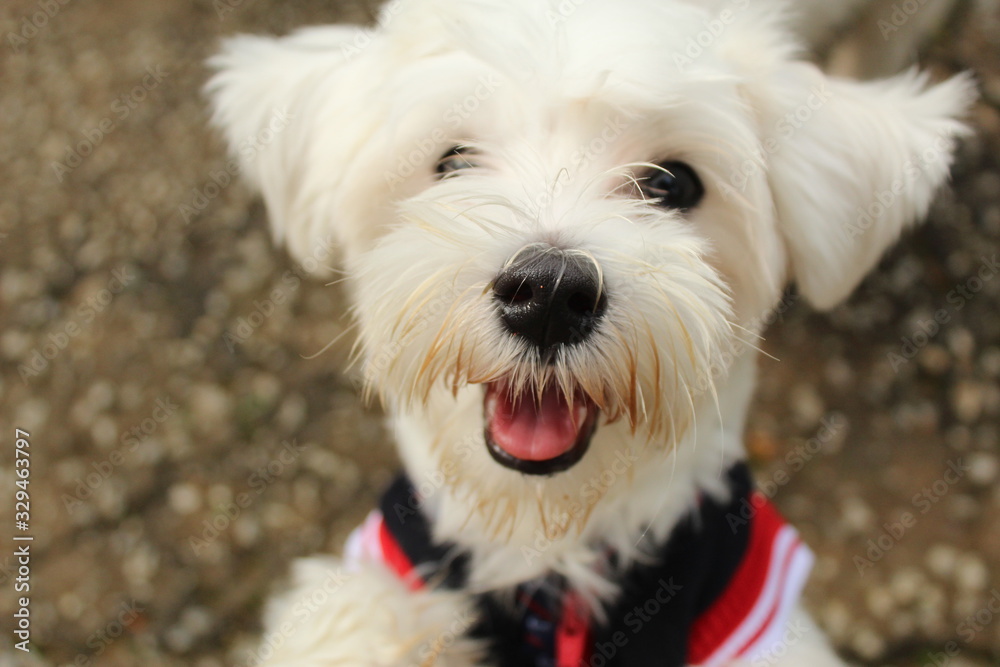 Maltese Dog Maltese Dog