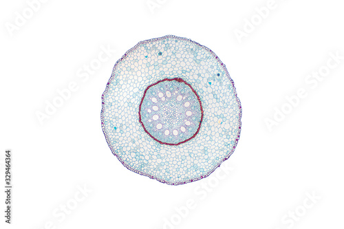 Monocot root cross section slide view under microscope for botany education.