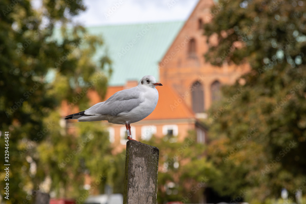 Lubeck, Germany, 10-06-2019 Lachmöwe (Chroicocephalus ridibundus) im Winterkleid am Muehlenteich in Lübeck/ Lubeck Lubeck, Germany, 10-06-2019 Lachmöwe (Chroicocephalus ridibundus) im Winterkleid am Muehlenteich in Lübeck/ Lubeck