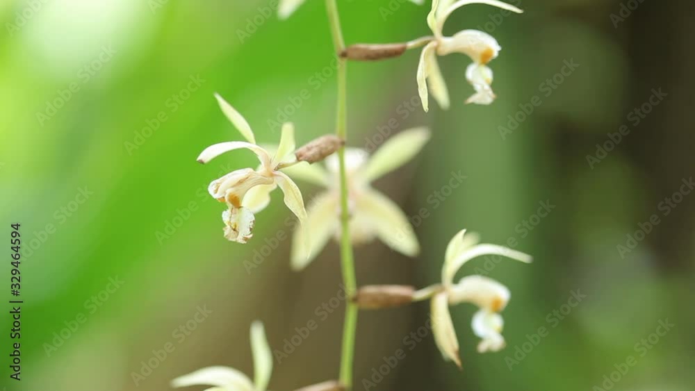 Orchid in Sepilok rain forest, Borneo, Malaysia Orchid in Sepilok rain forest, Borneo, Malaysia