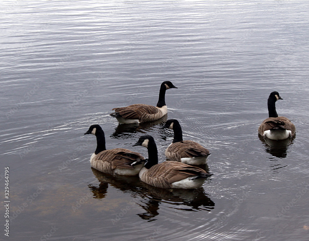Fototapeta premium Geese on a lake