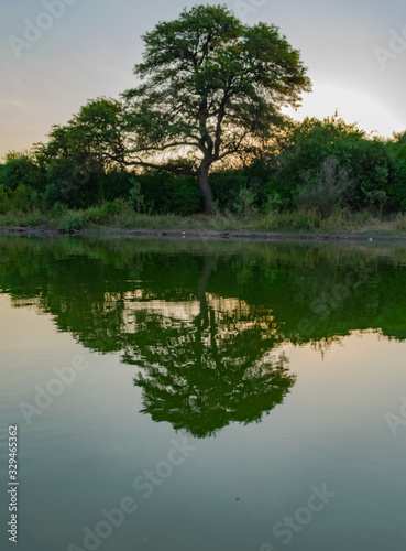 Árbol de Algarrobo reflejado en laguna verde