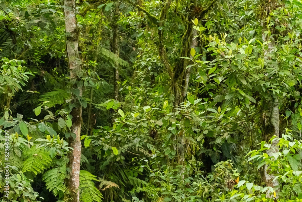 Fototapeta premium A jungle or rainforest texture in the Ecuadorian Andes