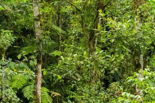 A jungle or rainforest texture in the Ecuadorian Andes