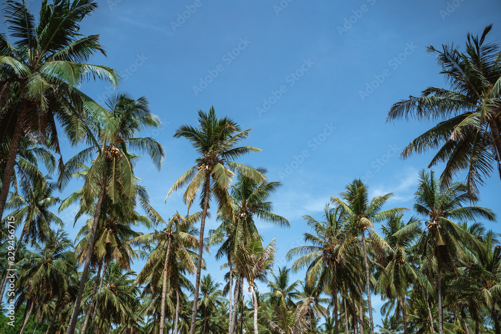 coconut palm trees on the blue sky background at the daylight