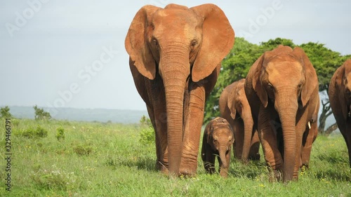 Camera moves around elephant herd walking towards camera in slow motion with tiny baby and large adults
