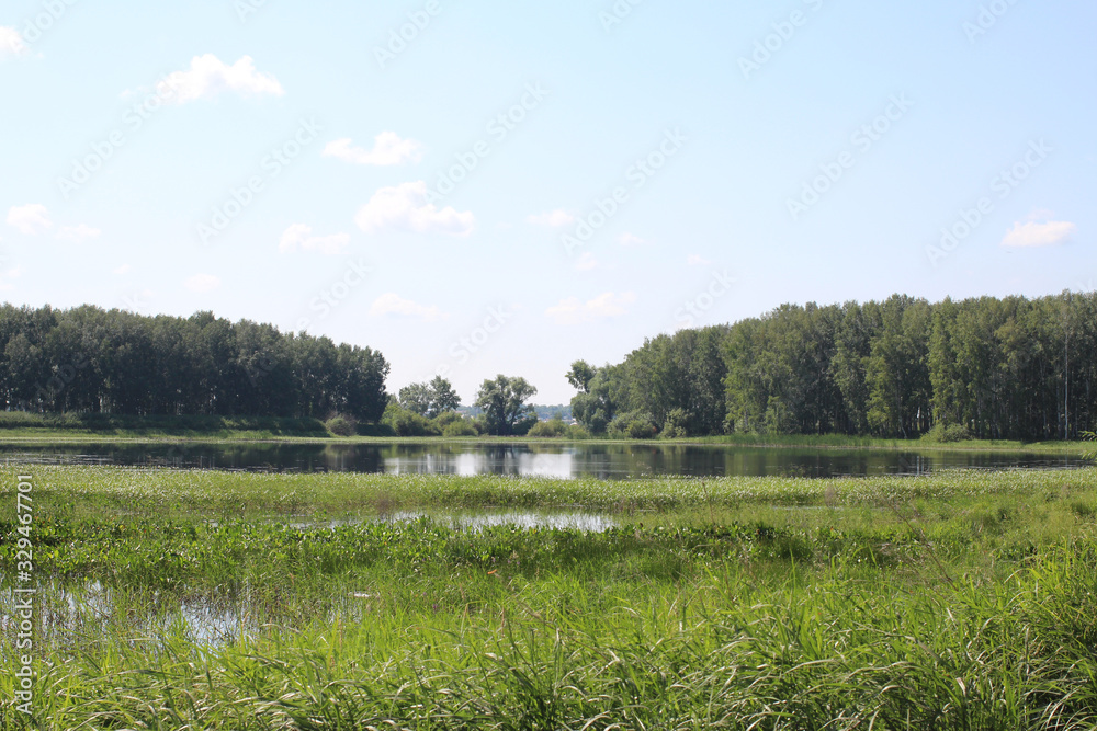 lake in a green glade with blooming fresh grass in the summer in the forest in yellow flowers in nature