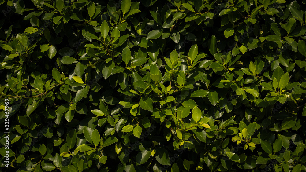 Obraz premium nature