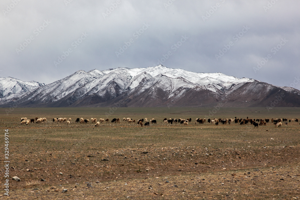 Sheep in the grassland of Mongolia