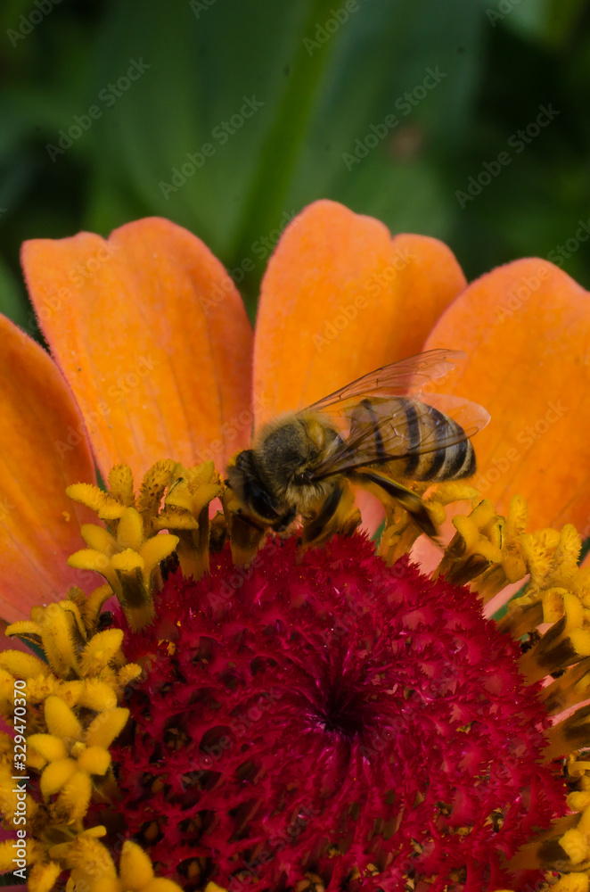 A bee gathers pollen from an orange and red flower. A bee gathers pollen from an orange and red flower.