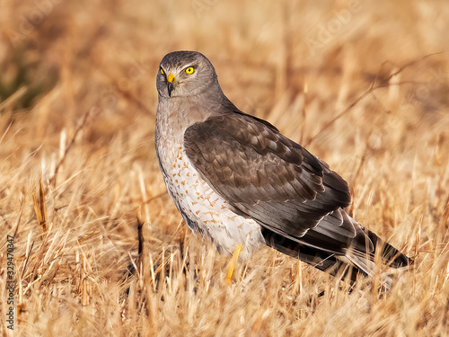 Male Harrier Hawk also known as Gray Ghost