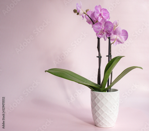 Closeup of purple phalaenopsis orchid in white pot against pink pinstripe background