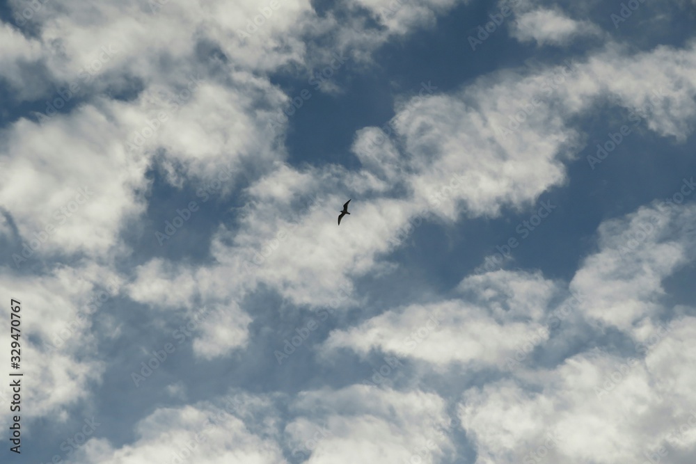 Bird in the sky on clouds background