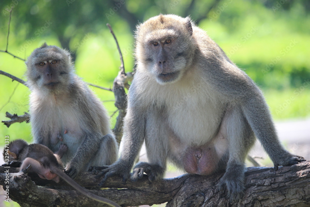 the monkey family is up in a tree in Baluran National Park, Situbondo, East Java, Indonesia the monkey family is up in a tree in Baluran National Park, Situbondo, East Java, Indonesia