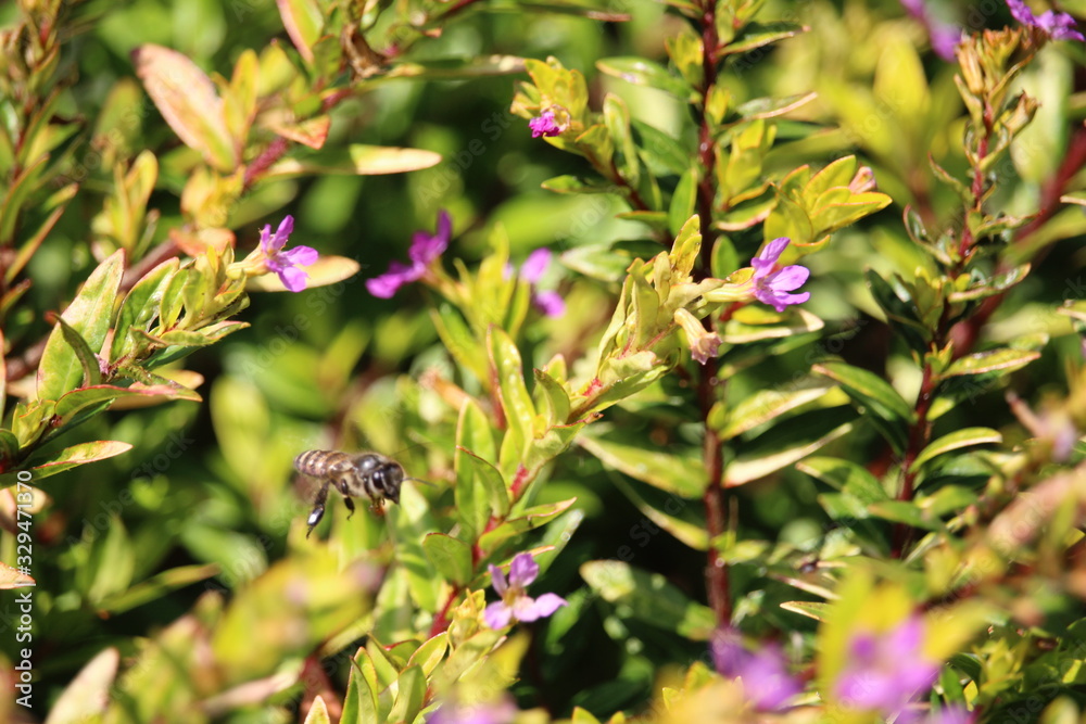 the little bee is sucking honey in a small flower the little bee is sucking honey in a small flower