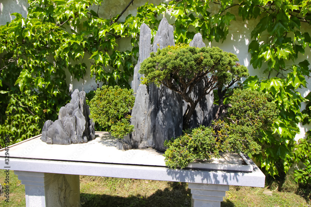 Very old Bonsai tree in garden in Shanghai, China