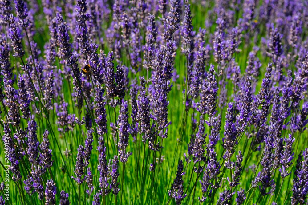 Selective focus of lavender plants in Bariloche, Argentina Selective focus of lavender plants in Bariloche, Argentina