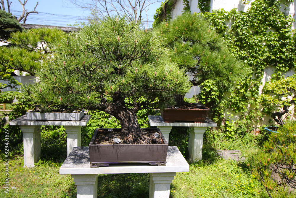 Very old Bonsai tree in garden in Shanghai, China Very old Bonsai tree in garden in Shanghai, China