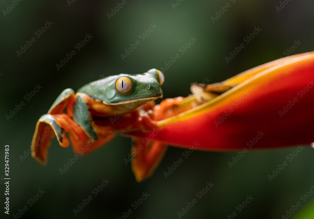 Fototapeta premium Splendid Leaf Tree Frog in Costa Rica 