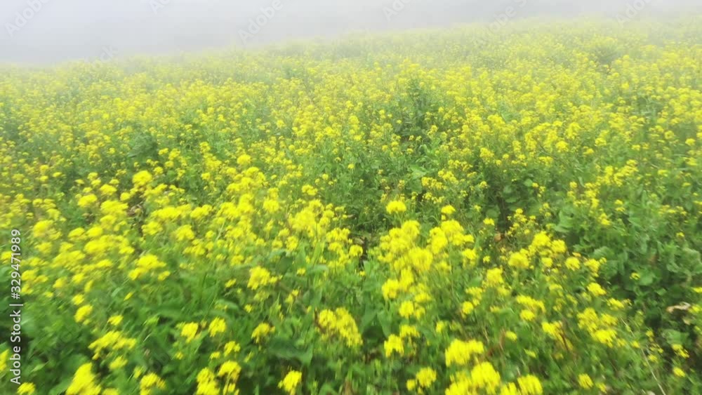 Flying just over a field of mustard flowers with a slow shutter speed for motion blur Flying just over a field of mustard flowers with a slow shutter speed for motion blur