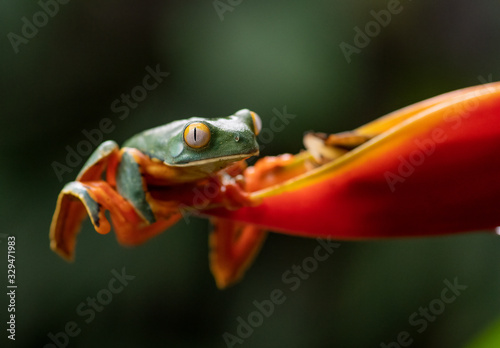 Splendid Leaf Tree Frog in Costa Rica 