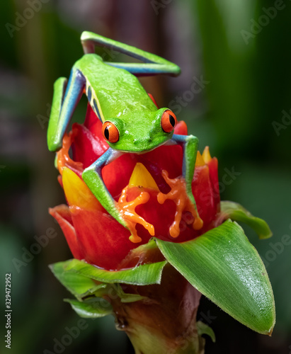Fotografia Red-eyed Tree Frog in Costa Rica
