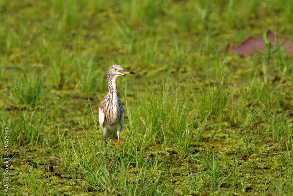Fototapeta premium Heron on the grass