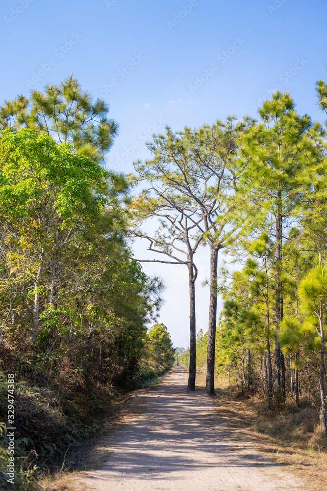 Obraz premium pine tree on Phu Kradueng mountain